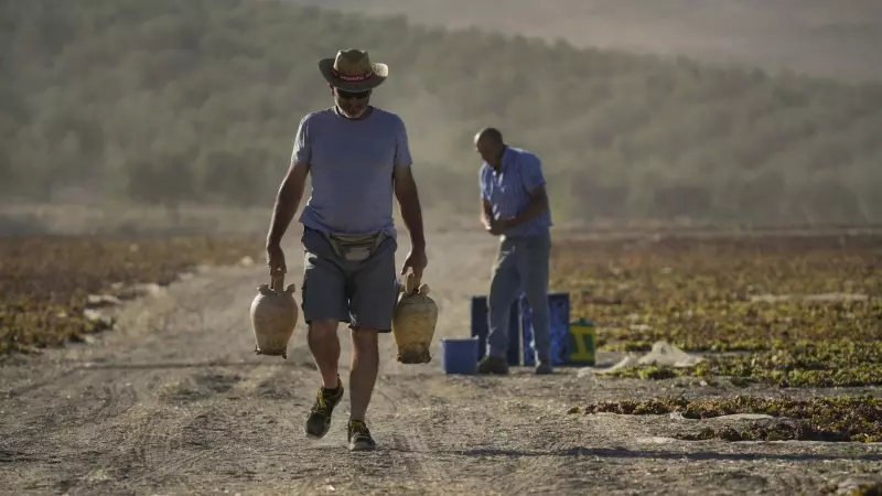 Un trabajador camina por una finca de la localidad cordobesa de Montalbán con un par de botijos en la mano el 19 de agosto de 2023.