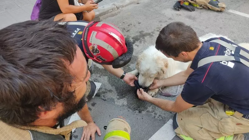 El perro tras ser rescatado por los bomberos y la Polícia Municipal de Terrassa, a 23 de agosto de 2023