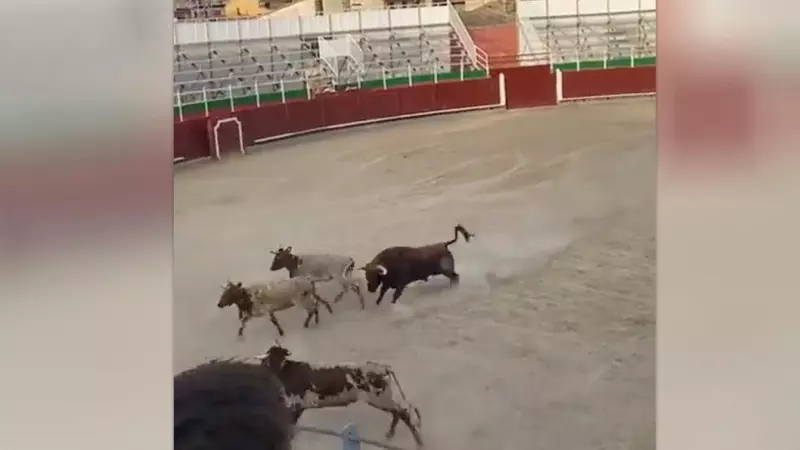 Captura del momento en el que el toro ataca a las vaquillas en la plaza de toros de Barbastro, a 7 de septiembre de 2023.