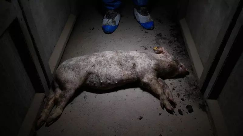 Imagen de un cerdo muerto difundida para denunciar, según Igualdad Animal, el 'maltrato en las granjas industriales'.