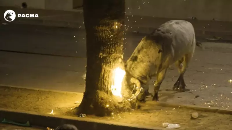 Captura del vídeo que ha compartido PACMA donde se muestra el cruel espectáculo taurino en Pusol (València)