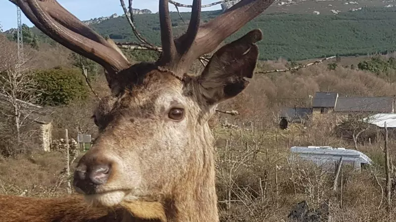 El ciervo Carlitos, con la marca distintiva en la oreja.