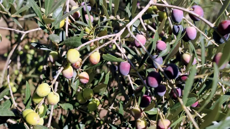 Olives en una olivera d'una finca de Valls, l'any passat