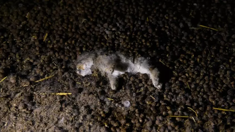 El cadáver de un conejo yace en mitad del interior de una granja española. Investigación de AnimaNaturalis 'Conejos Marca España'