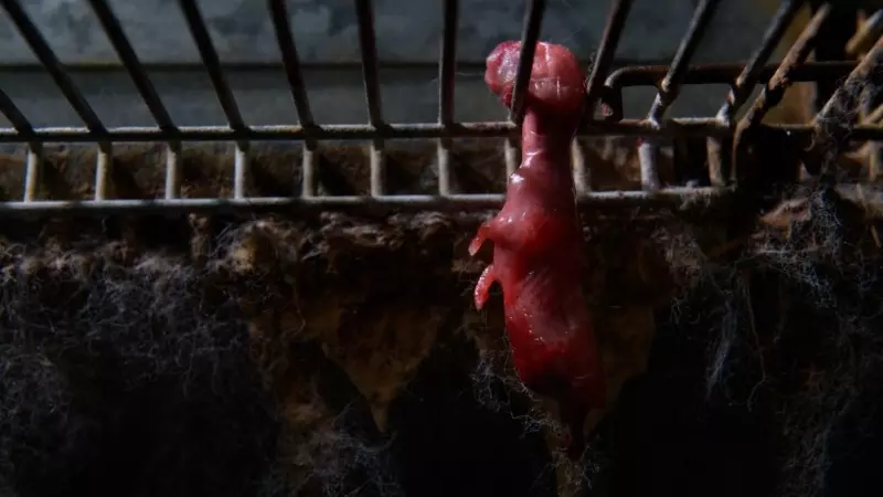 Un aborto de conejo cuelga en una jaula oxidada en una granja de España. Investigación de AnimaNaturalis 'Conejos Marca España'.