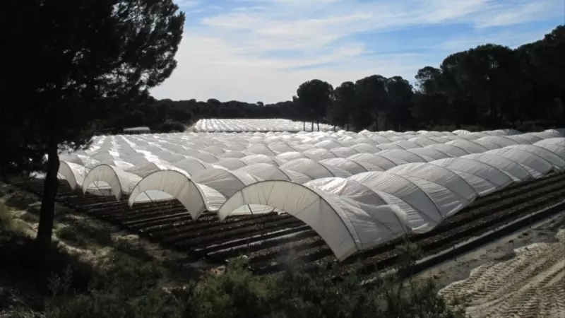 Los campos de frutos rojos que rodean el Parque Nacional de Doñana se cultivan en grandes túneles cubiertos con una película de plástico.