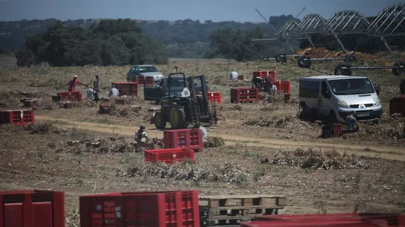 Explotación agraria en los campos de BEJA(Portugal)