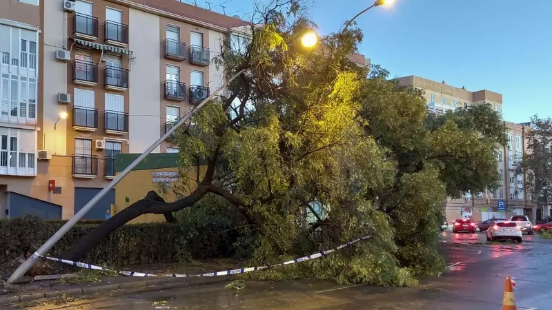 Imagen de los daños provocados por la borrasca que cubre este domingo buena parte de Andalucía, y que ha arrancado árboles de cuajo a su paso por localidades como Lepe (Huelva).