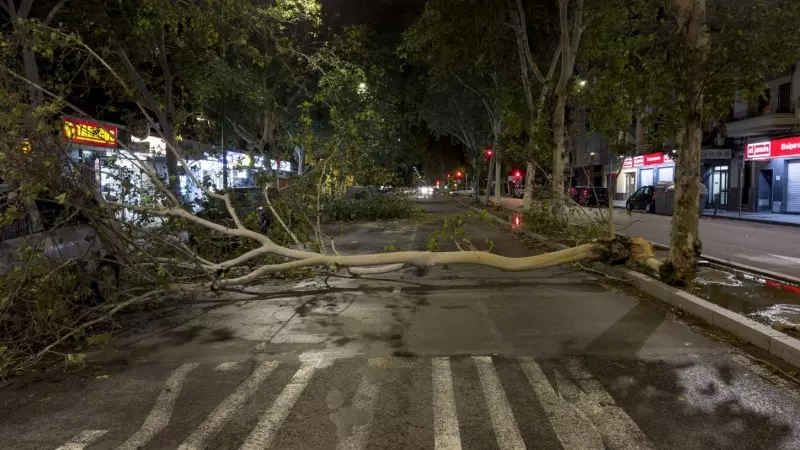 Uno de los innumerables árboles que han caído al suelo a lo largo de la tarde de este domingo debido al fuerte viento y lluvia que ha azotado Sevilla.