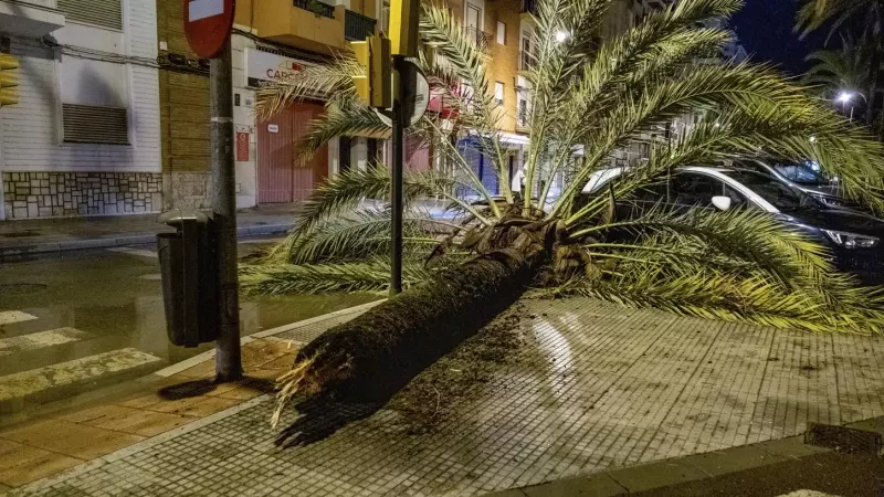 Imagen de los daños provocados por la borrasca que cubre este domingo buena parte de Andalucía, y que ha arrancado árboles de cuajo a su paso por localidades como Huelva.