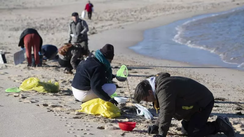 Voluntarios recogen microplásticos en la Playa de A Lanzada, en O Grove, a 7 de enero de 2024.
