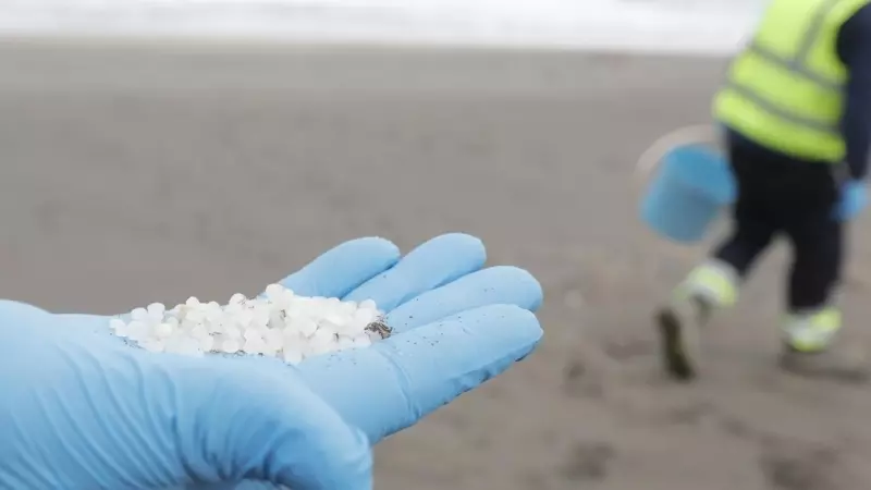 Un operario de TRAGSA coge con la mano pellets de plástico, en la. playa Otur, a 9 de enero de 2024