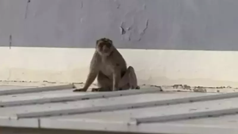 Imagen del mono capturado en La Línea de la Concepción, Cádiz.