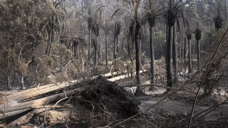 Imagen de algunos de los árboles que han sobrevivido al incendio en el Jardín Botánico de Viña del Mar, en Chile.