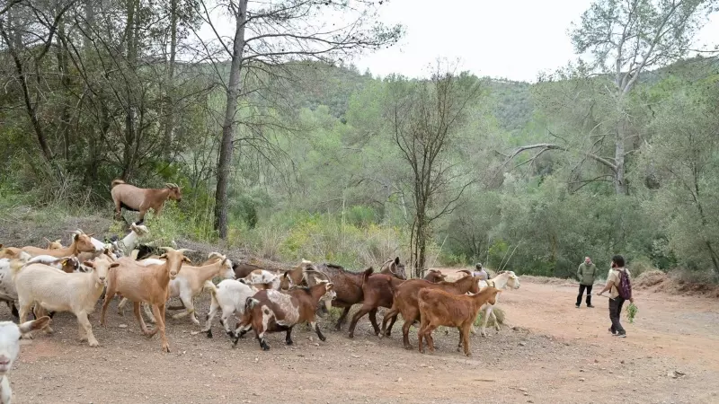 El ramat de cabres