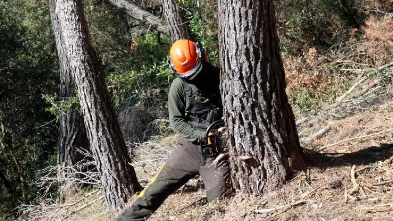 Efectivo del Grupo Especial de Prevención de Incendios Forestales (GEPIF) cortando un árbol muerto en Sant Climent de Llobregat.
