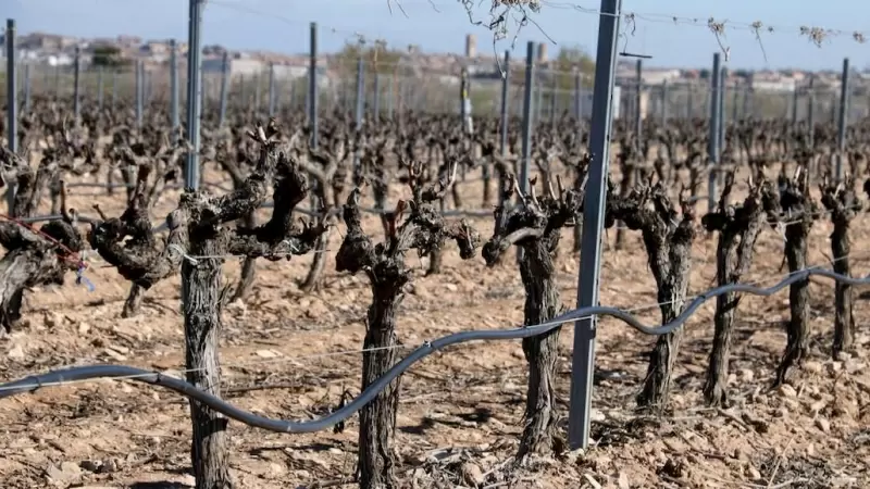 2024 - Assaig experimental a Verdú (Urgell) per reduir l'ús d'aigua en la vinya.
