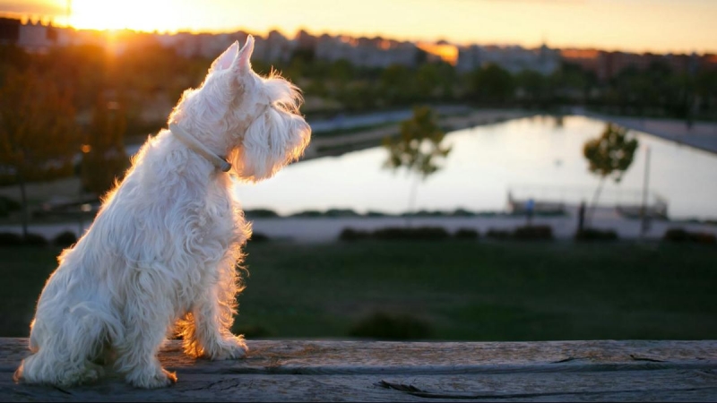 Qué visitar en Madrid con perros