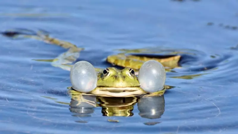 Cómo se reproducen los anfibios