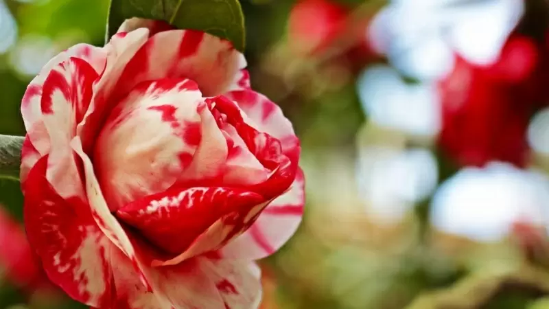 Camelias: los mejores trucos para tenerlas perfectas