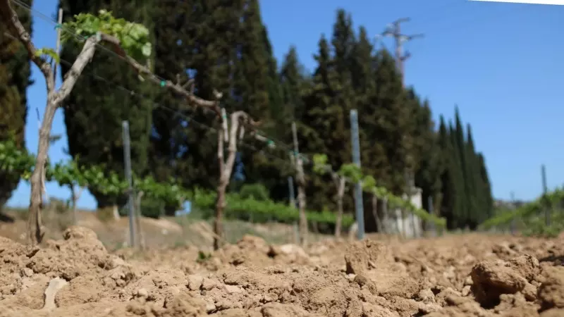 Detall de terra seca en una vinya