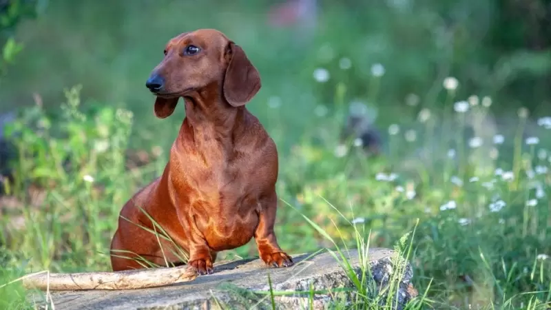 ¿Es cierto que se quieran prohibir los perros salchicha?