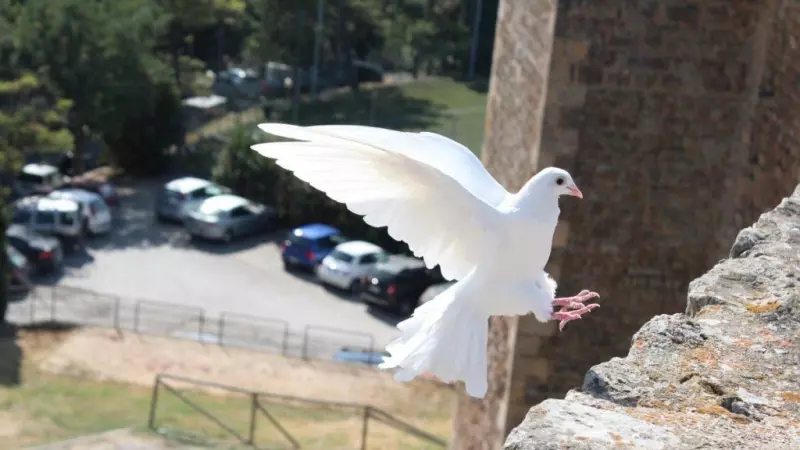 Palomas mensajeras: cómo saben dónde ir