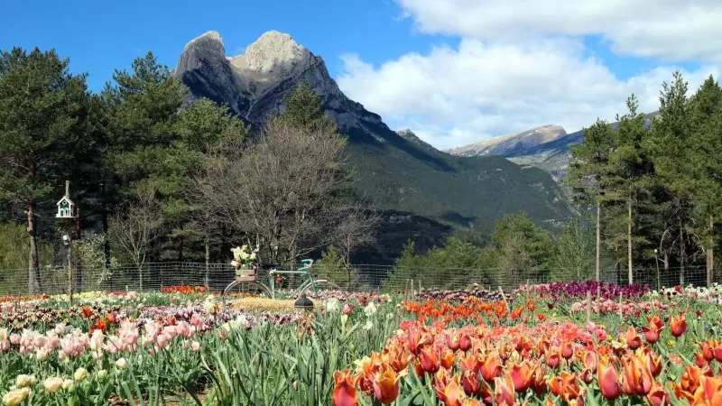 El camp florit de tulipans i, al fons, el Pedraforca