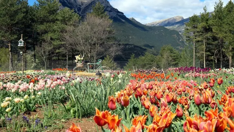 El camp florit de tulipans i, al fons, el Pedraforca