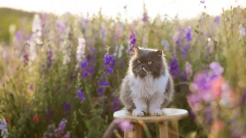 Gato persa: historia, cuidados y carácter