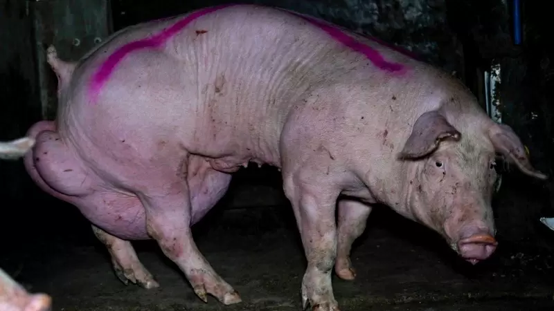 Un cerdo con una hernia de más de diez kilogramos en una granja de Burgos.