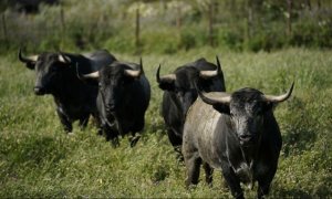 Toros de lidia en una finca de Portezuelo, España, el 24 de abril de 2020. REUTERS/Juan Medina