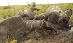 Cadáveres de algunos de los 22 elefantes asesinados en un ataque desde un helicóptero en el Parque Nacional Garamba en la República Democrática del Congo.