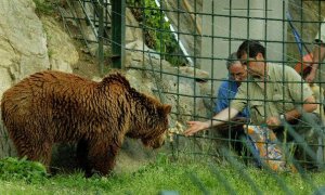 Fotografía tomada el 14-06-04, de la osa "Paca" en el cercado de 40.000 metros cuadrados en el que habita junto a la osa "Tola". El desconocimiento sobre el comportamiento ante un macho de su especie de las osas "Paca" y "Tola", únicos ejemplares en cauti