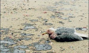 Una gaviota descansa en la playa de Guadarranque, afectada por el fuel.