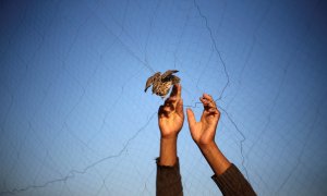 Un hombre suelta una codorniz atrapada en una valla, en la playa de Jan Yunis, en el sur de la Franja de Gaza. REUTERS/Ibraheem Abu Mustafa