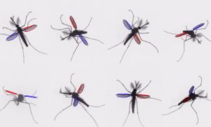 Los mosquitos usan un mecanismo inusual en el mundo de los insectos para volar. /  Bomphrey/Nakata/Phillips/Walker