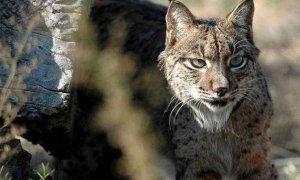 Lince ibérico de Doñana /EUROPA PRESS