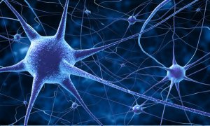 Los investigadores han identificado un conjunto de neuronas responsables de la detección de los cambios relativos al tono. FOTOLIA