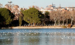 El Ayuntamiento de Madrid comienza las obras para vaciar el lago de la Casa de Campo. EFE