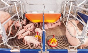 Cerdos en una instalación porcina moderna./BIG DUTCHMAN