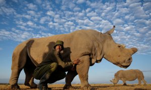 Sudán, el último rinoceronte macho del mundo, en una imagen de archivo. EFE