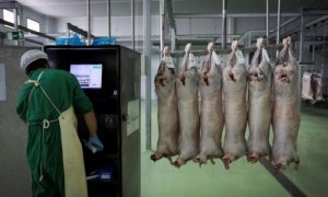 El matadero de Olivenza, en Badajoz, sacrificó casi 30.000 cabezas de ovino y caprino por el rito halal el año pasado para su exportación a Emiratos Árabes. EFE