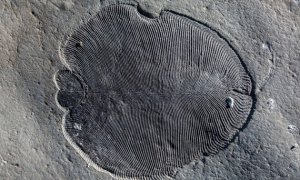 Restos fósiles de Dickinsonia / Ilya Bobrovskiy