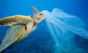 Una tortuga junto a una bolsa de plástico. WWF