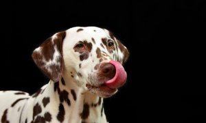 Los dueños alimentan a sus perros con carne y vísceras crudas, lo que puede suponer un riesgo bacteriológico importante, incluso para las personas. / Pixabay
