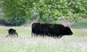 En la reserva natural de Zakole Santockie, cerca de Deszczno, se ve una manada de vacas que vagan libremente. Reuters