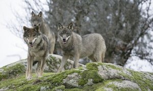 Lobos en Sierra Morena. / Europa Press