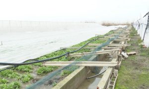 Millonarias pérdidas de los agricultores valencianos por 'Gloria'