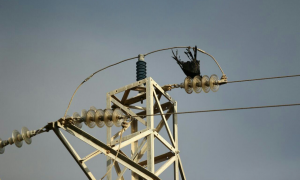 Cuervo electrocutado en un tendido eléctrico./ Fiscalía de Medio Ambiente